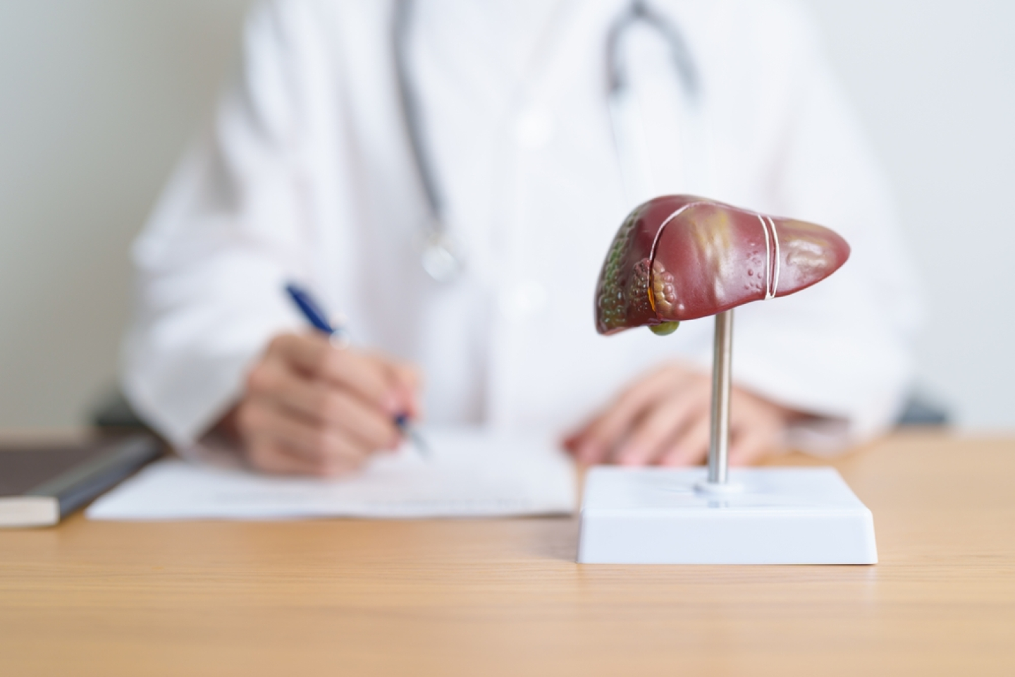 liver model on doctors desk