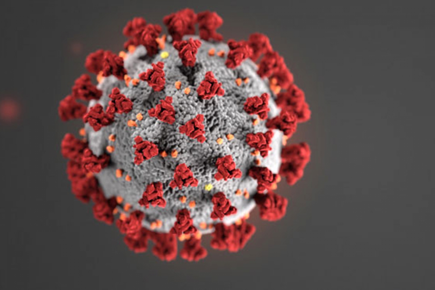 COVID-19 virus under a microscope