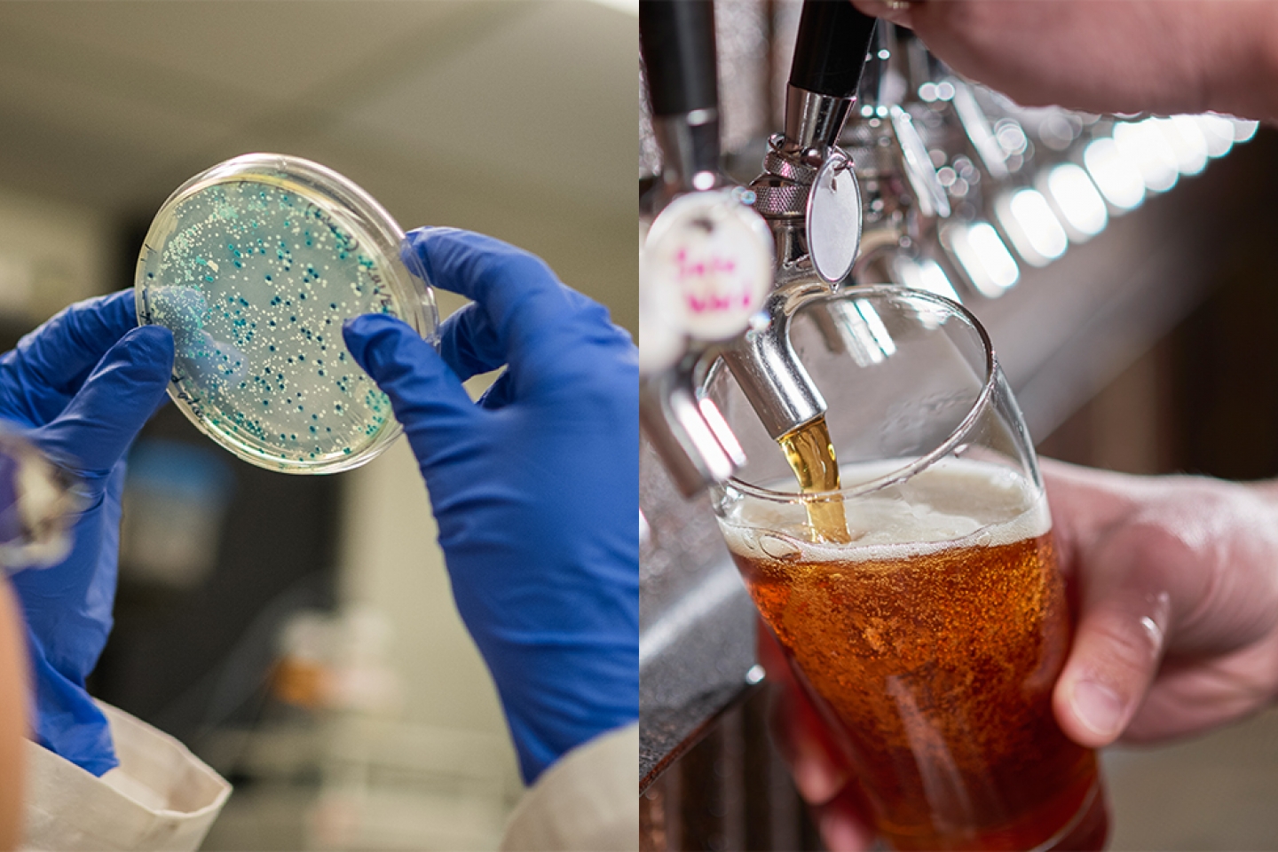 A scientist examines bacteria and a bartender pours beer.