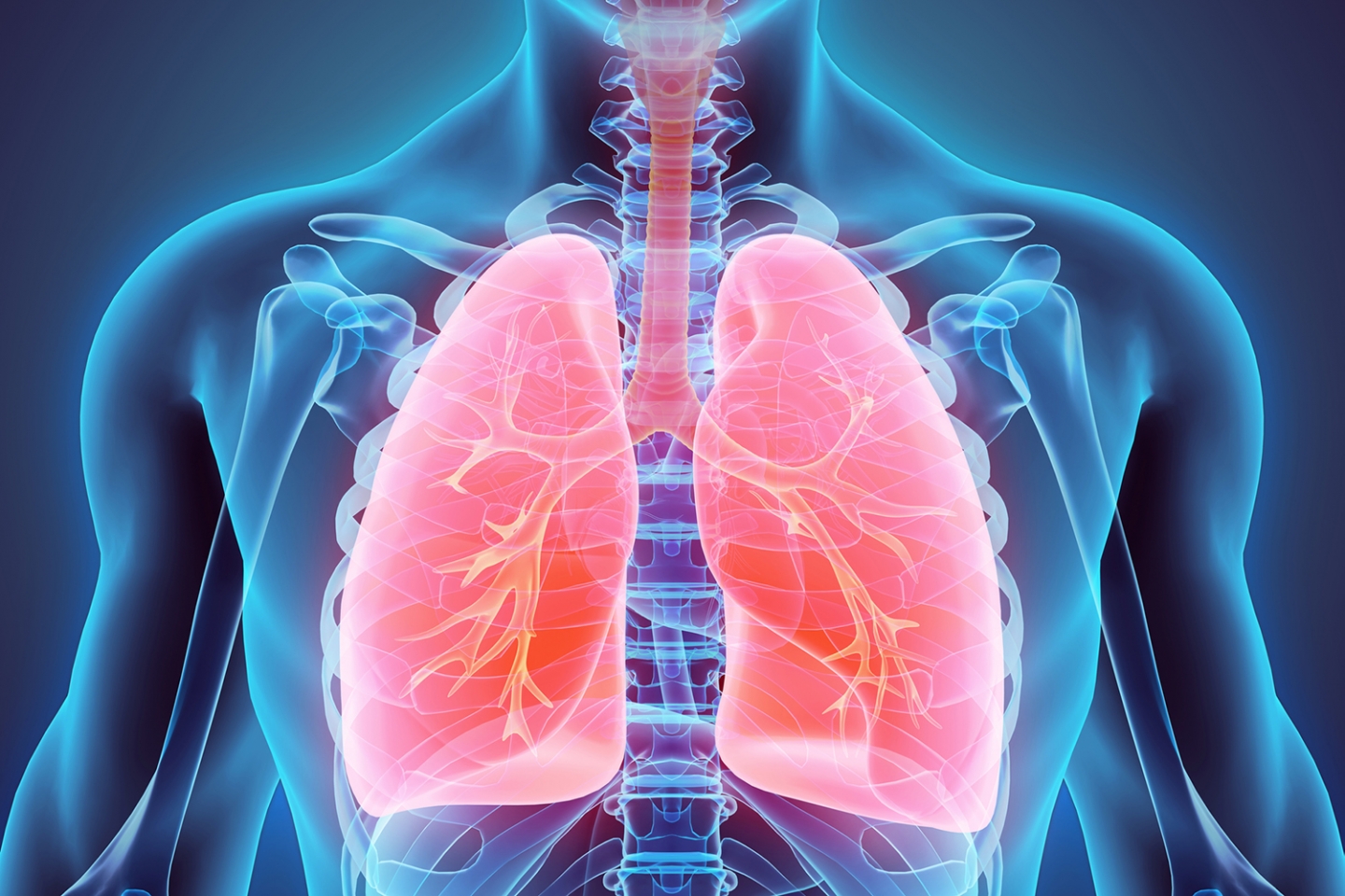 Illustration of the lungs in the body