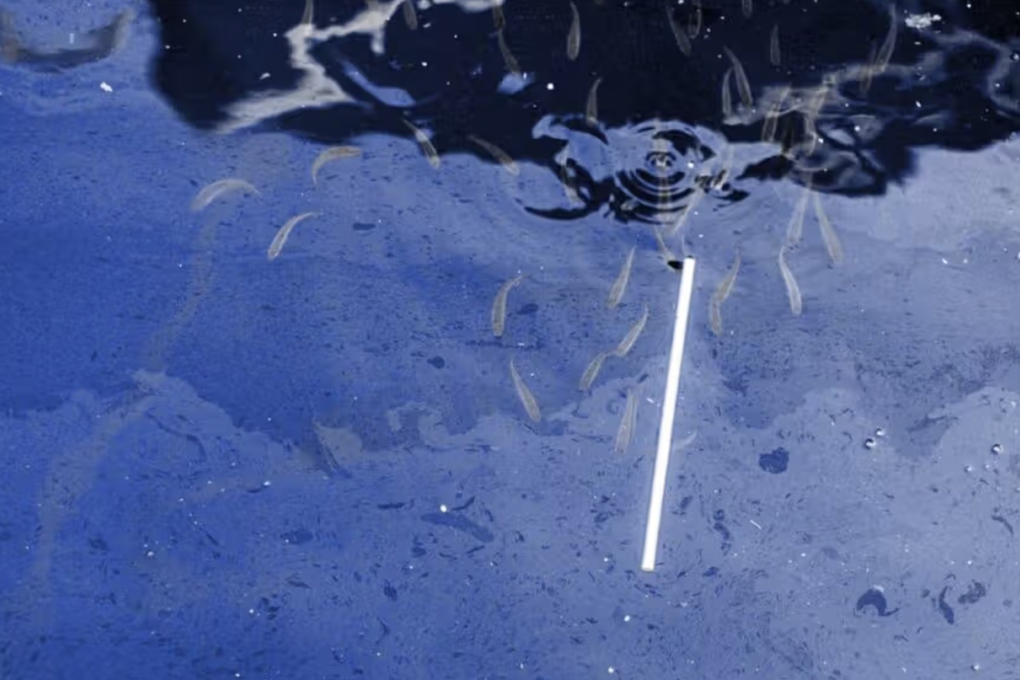 Microplastics in testicles