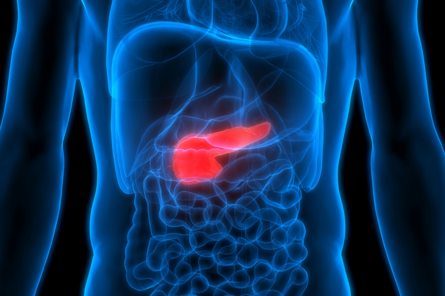 Diagram that shows where the pancreas is located in the body