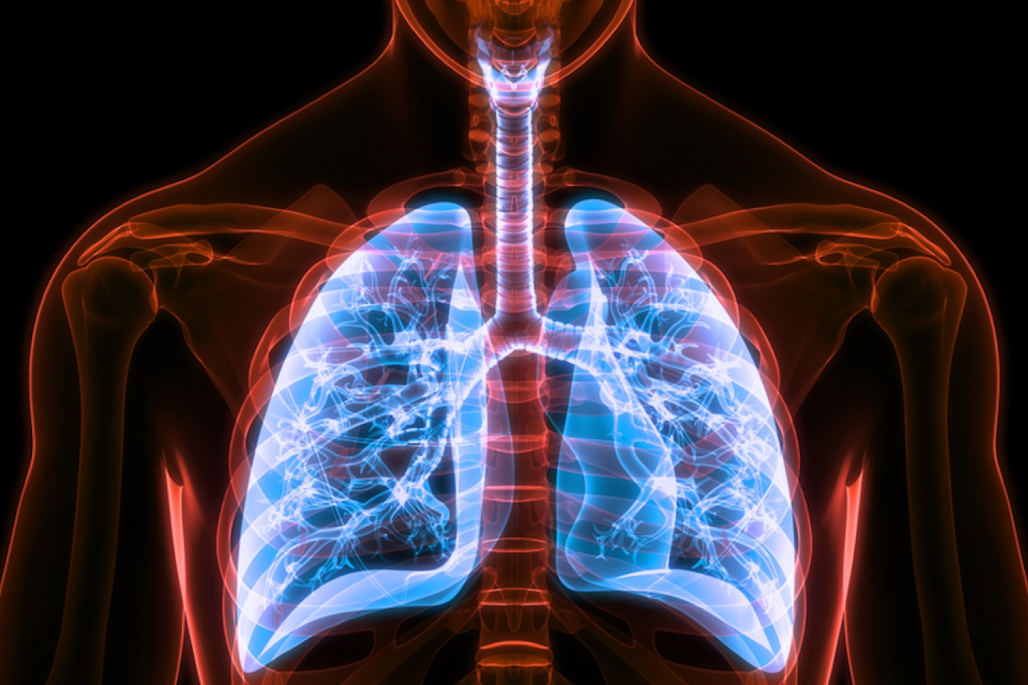 Human Respiratory System Lungs Anatomy