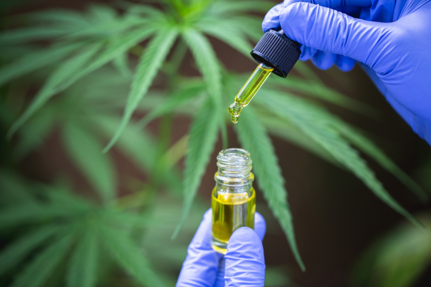 cannabis CBD oil hemp products, cannabis oil extracts in jars, patient medical marijuana and oil. alternative remedy or medication, medicine concept