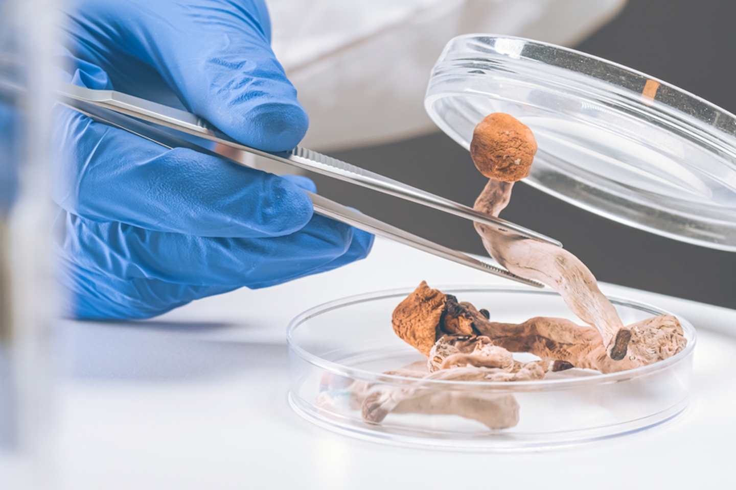 Scientist examining magic mushrooms with a loupe and tweezers in a petri dish at laboratory.