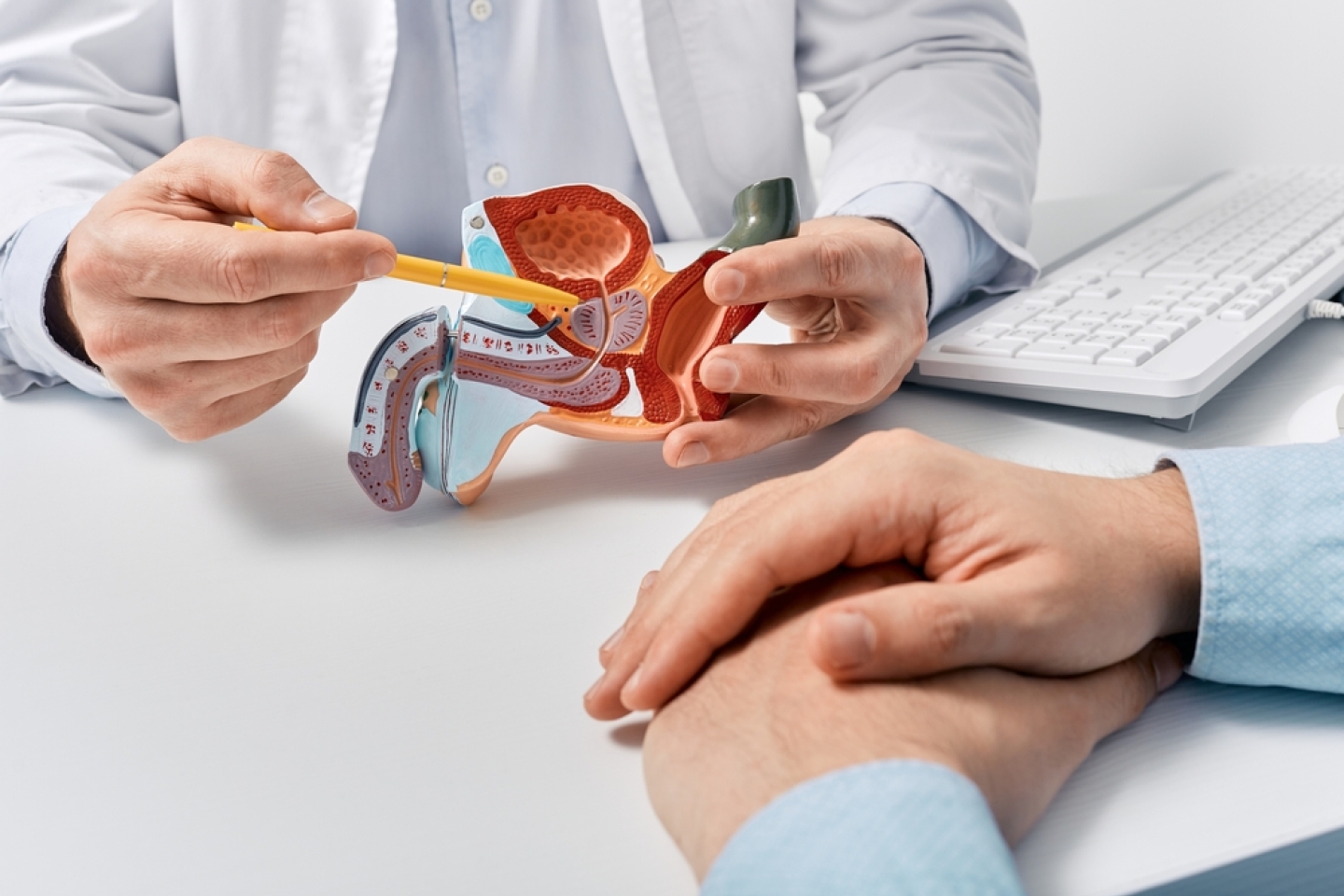 Prostate disease and treatment. Male reproductive system anatomical model in doctors hands close-up during consultation of male patient with suspected bacterial prostatitis