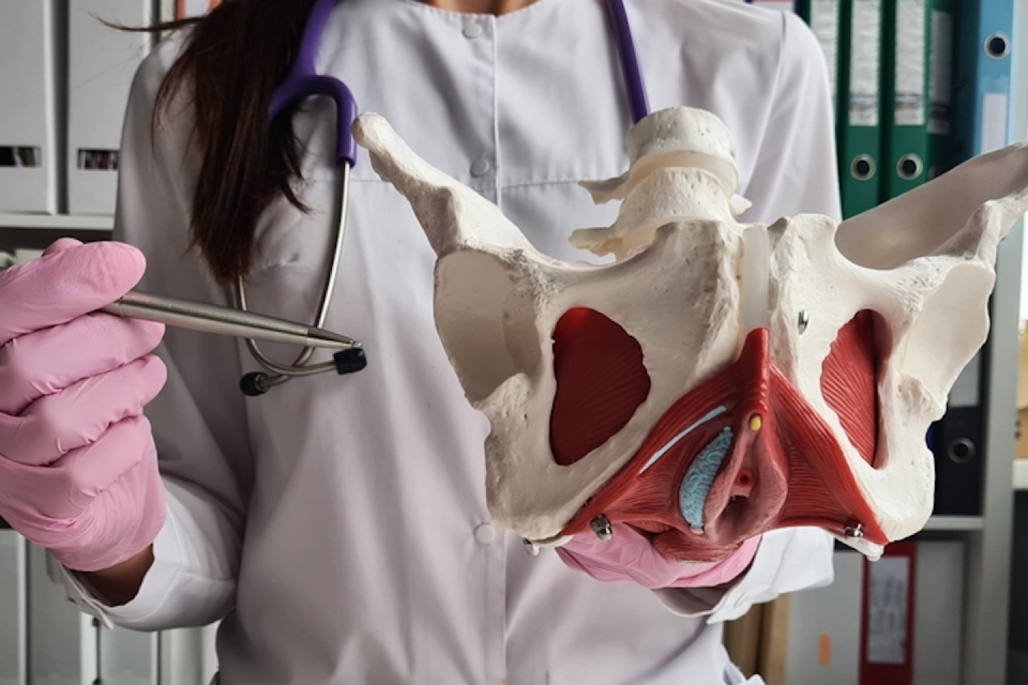 Gynecologist doctor shows location of female pelvis with muscles.
