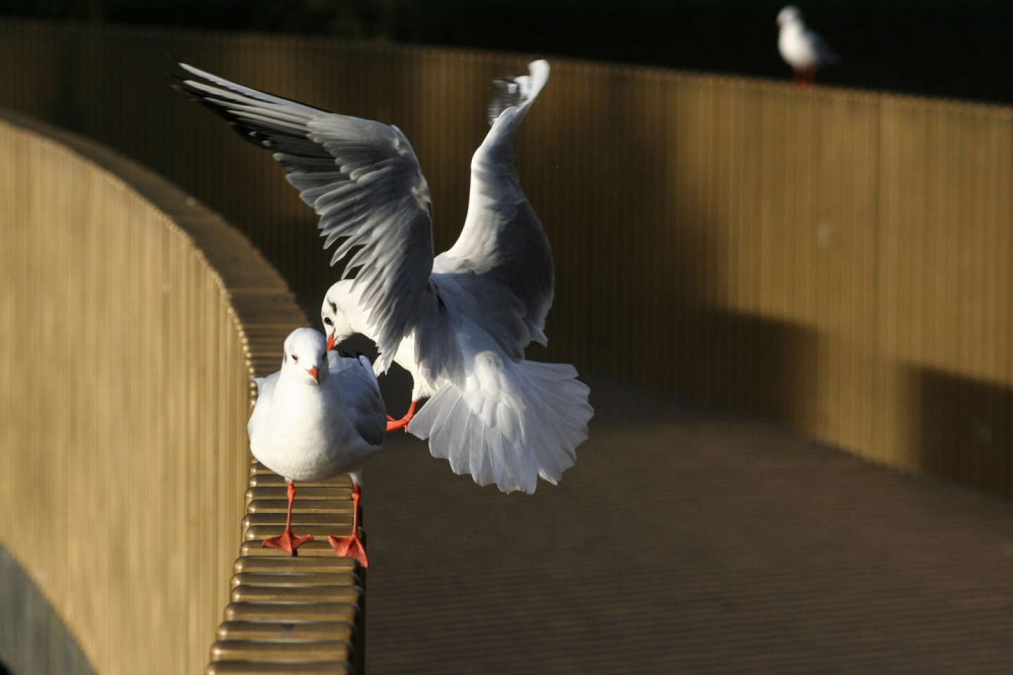 Seagulls on Sackler Crossing bridge, Kew Gardens, London