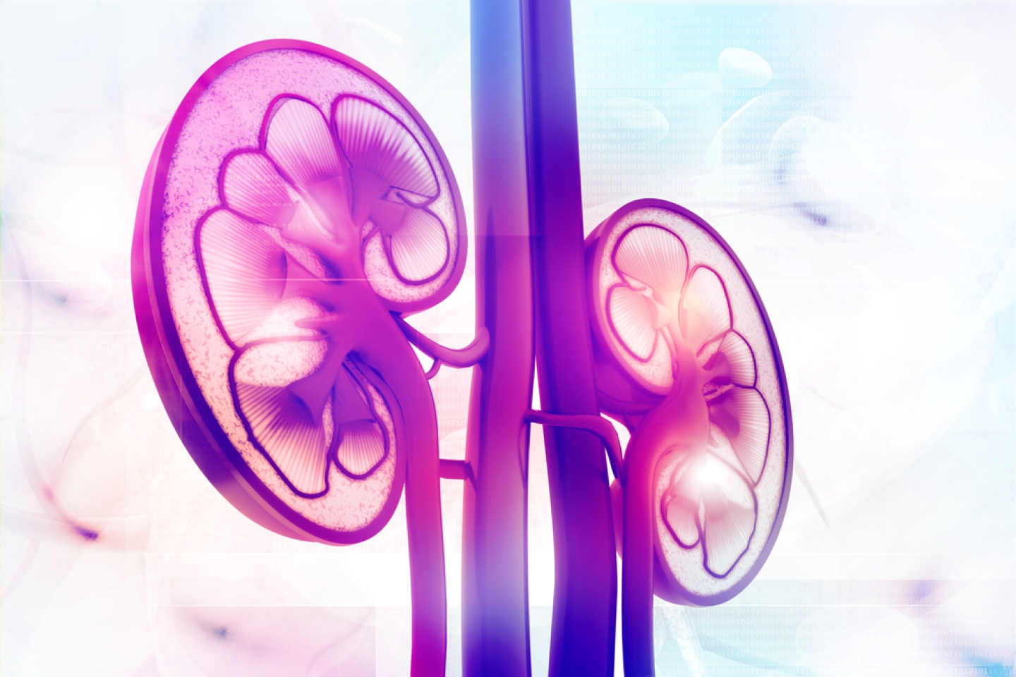 Human kidney cross section