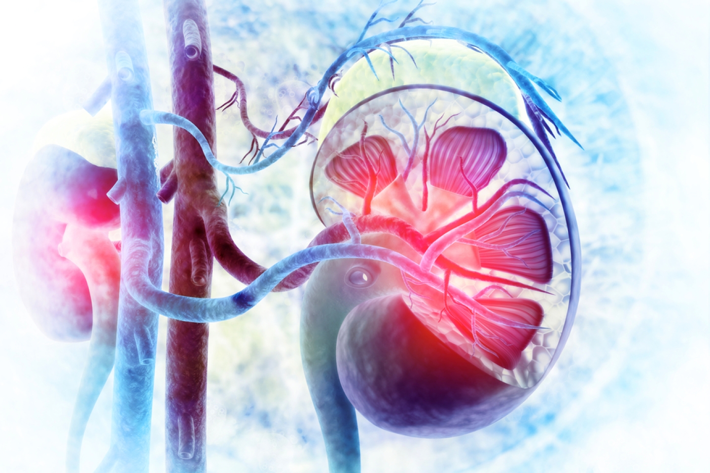 Human kidney cross section on scientific background.