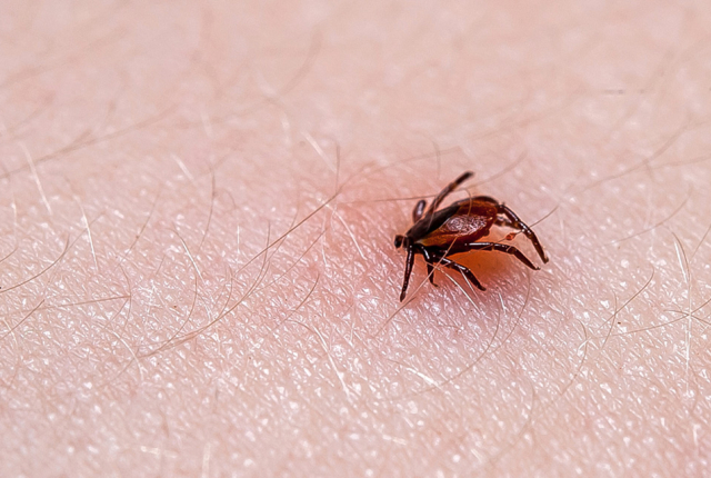 tick on skin
