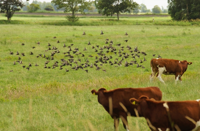 A flock of starlings flies over a cow pasture