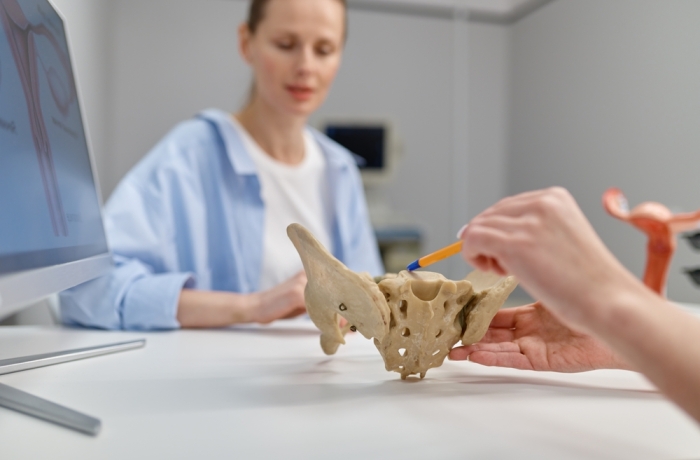 Closeup gynecologist showing structure of pelvis and pelvic floor to woman