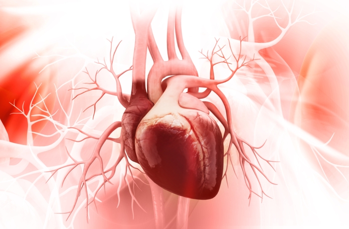 Anatomy of Human Heart