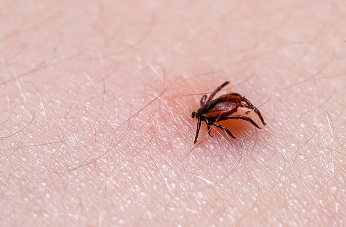 tick on skin