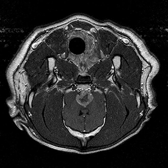 Skull base tumor in a labrador retriever