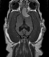 Axial view of canine tumor