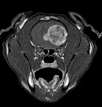 Scan of cat with feline meningioma