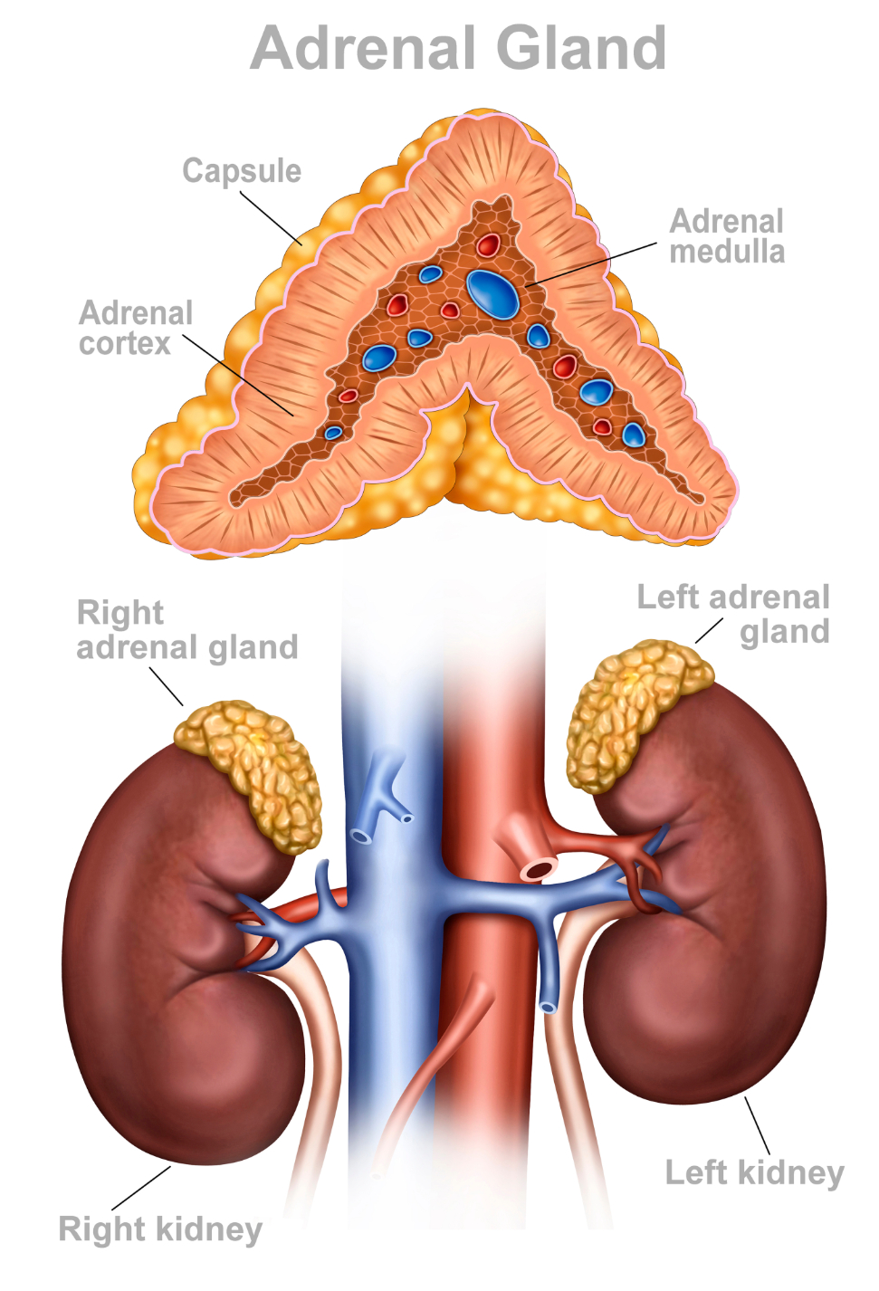 adrenal gland image