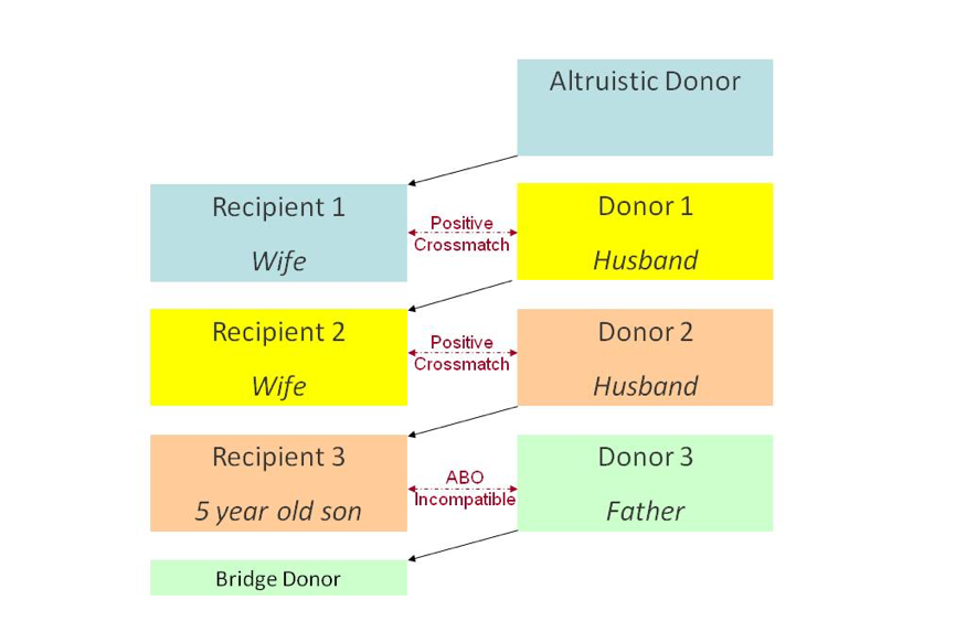 Chart that explains how altruistic donors fit into a donor chain