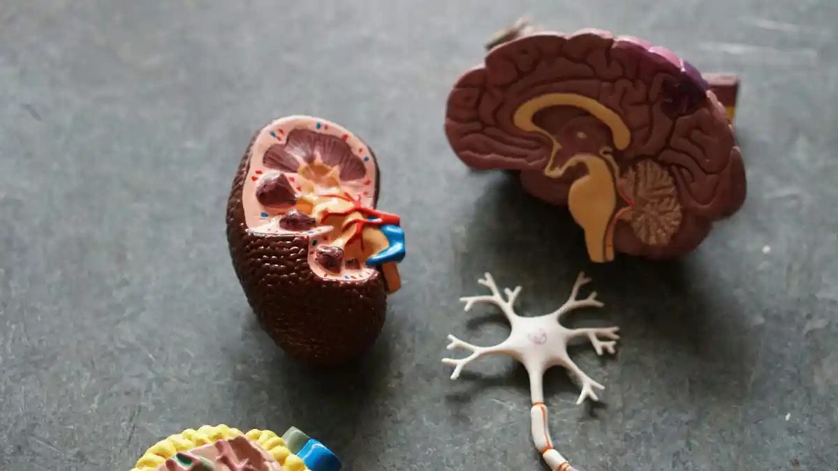photo of organs