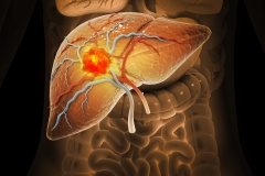 liver