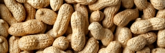 Peanuts