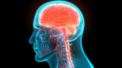 Central organ of Human Nervous System Brain Anatomy