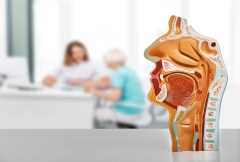 Medical model of human nasopharynx anatomy and ultrasound. Ultrasound of the throat and larynx and otolaryngologist