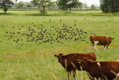 A flock of starlings flies over a cow pasture