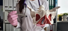 Gynecologist doctor shows location of female pelvis with muscles.