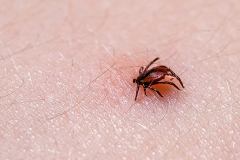 tick on skin