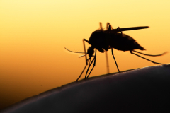 mosquito picture